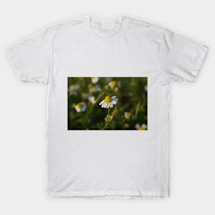 Chamomile on a spring day T-Shirt